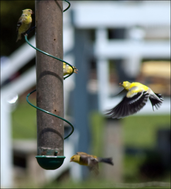 Goldfinches