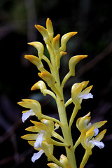 Corallorhiza maculata var. occidentalis fma. immaculata