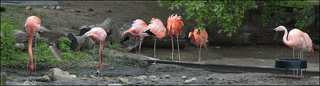 Flamingos