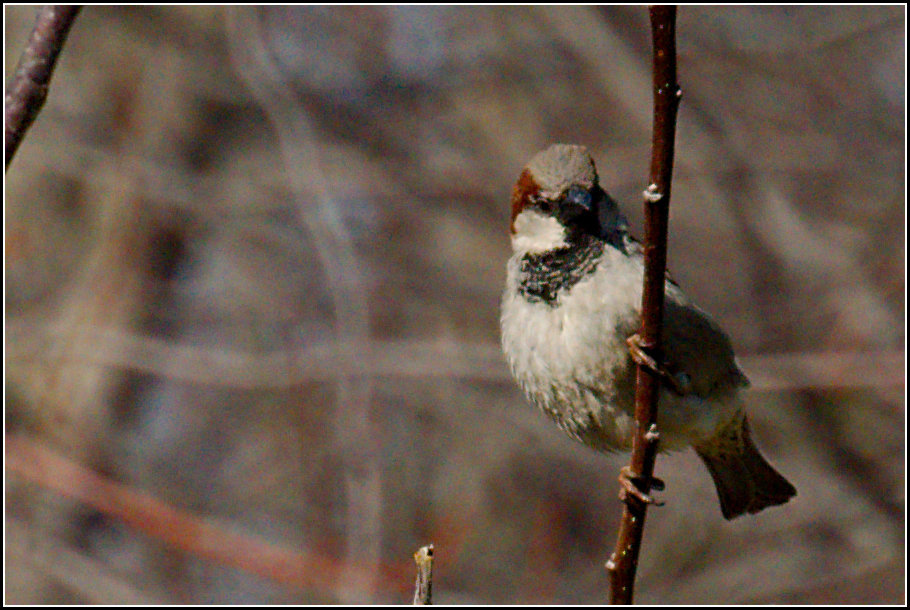 House Sparrow