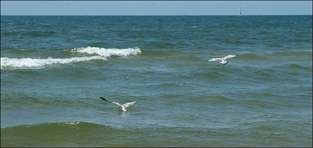 Gulls, with distant sailboat