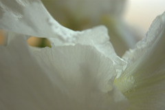 iris - in full flower