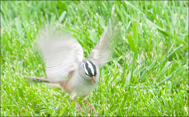 White Crowned Sparrow