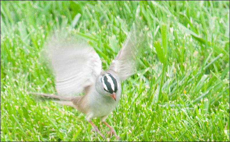 White Crowned Sparrow