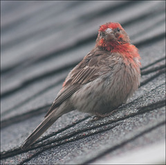 House Finch