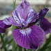 Siberian iris