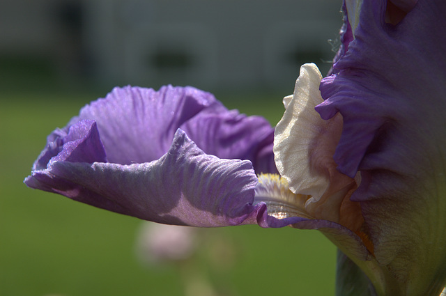 iris - detail