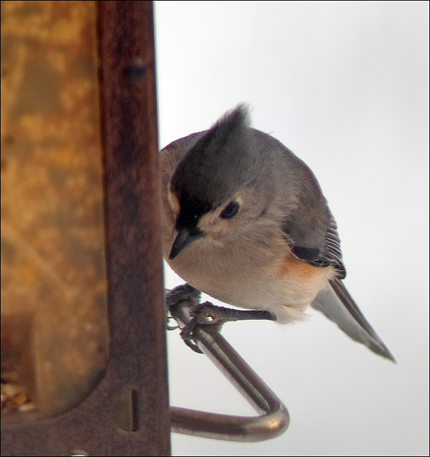 Titmouse