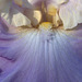 aspects of the iris