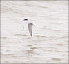 Tern