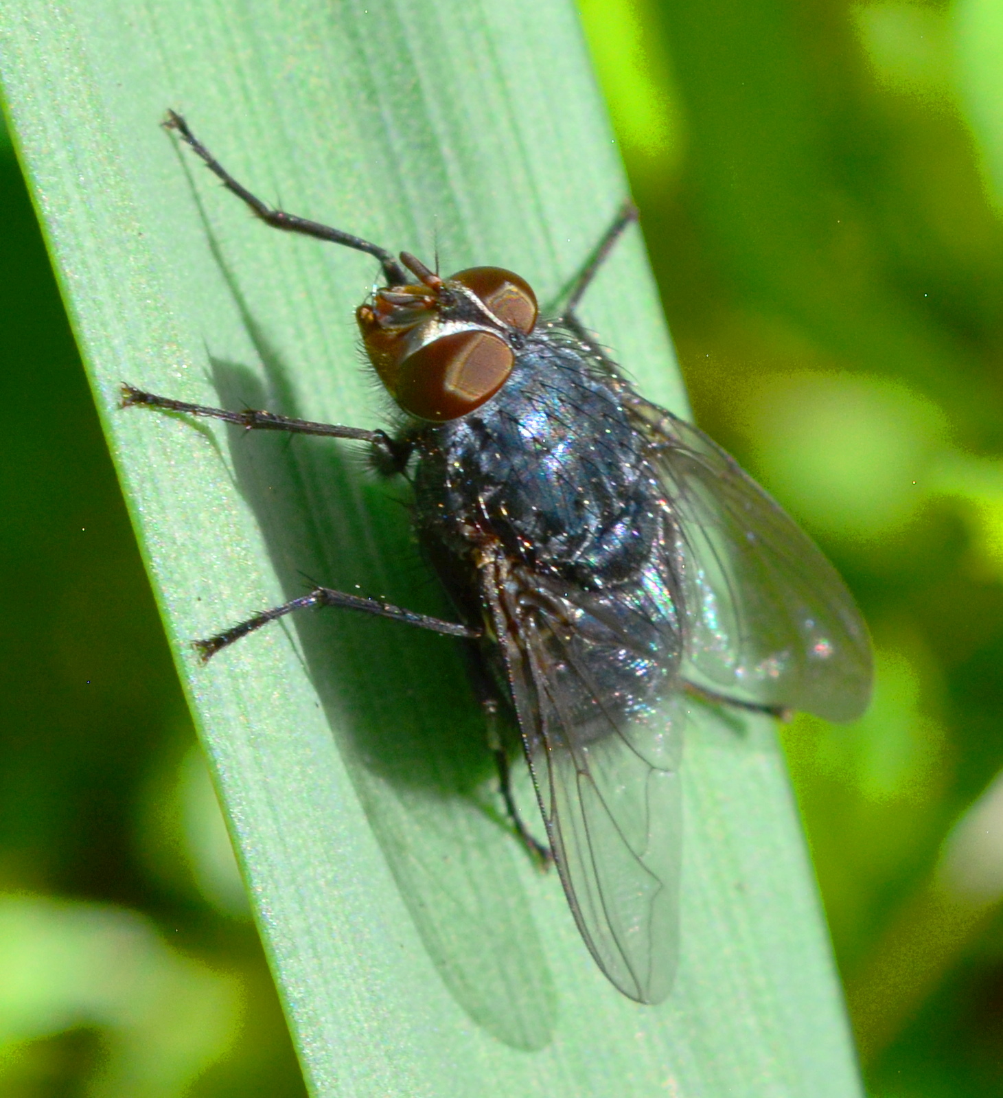 Flesh fly