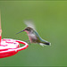 Hummingbird