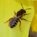 Bee, Adrena species
