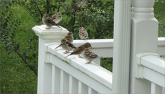 Seven Sparrows