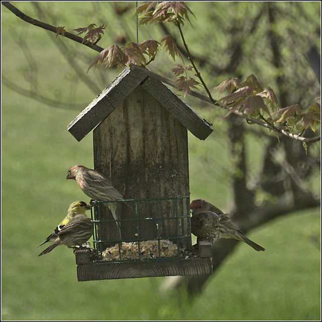 Finches at the feeder