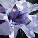 iris - before the wind rose