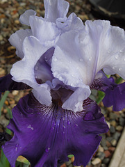 iris