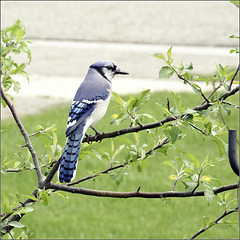 Bluejay