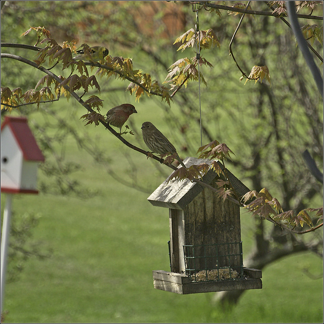 House Finches