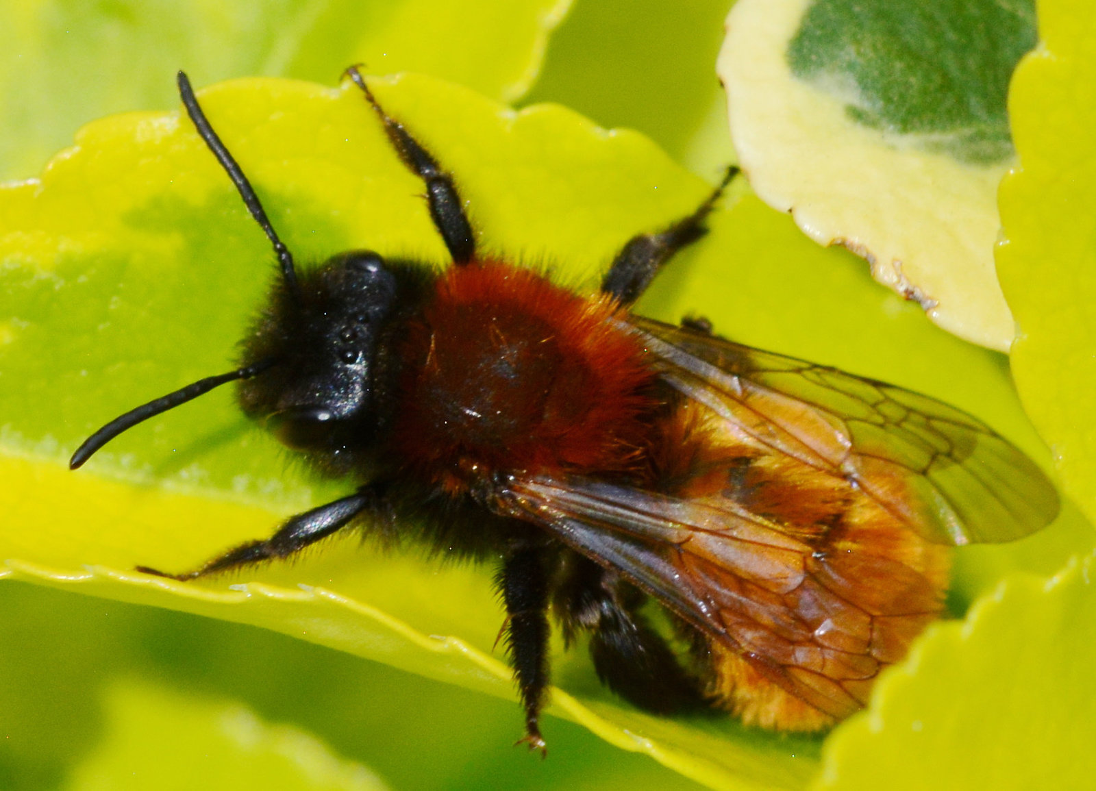 Bee