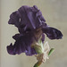 we brought the late iris in