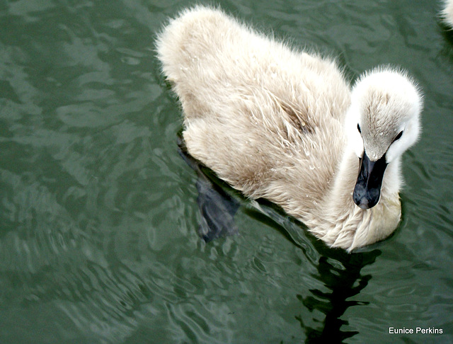 Little Cygnet