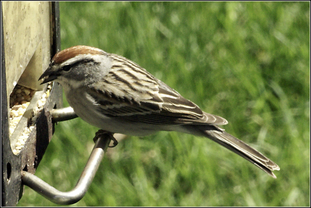 Chipping Sparrow