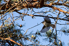 20140503 2149VRTw [D~HVL] Trauerschnäpper (Ficedula hypoleuca), Kiefer, Hohennauener See, Semlin