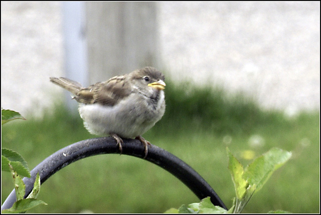 Another Sparrow, Another Hook