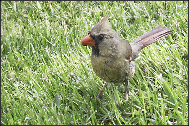 A Female Cardinal