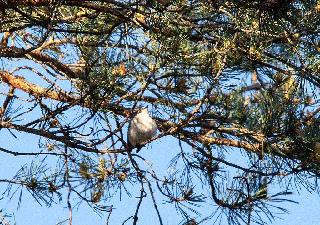 20140503 2145VRTw [D~HVL] Trauerschnäpper (Ficedula hypoleuca), Kiefer, Hohennauener See, Semlin