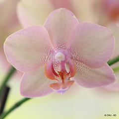 Orchid detail