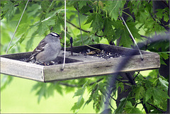 A White Crowned Sparrow on the Platform Feeder