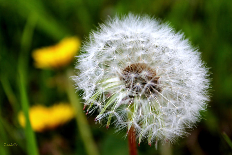 Pissenlit - Taraxacum