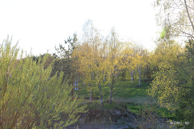 Pre-dusk, back-lighting the Spring leaves