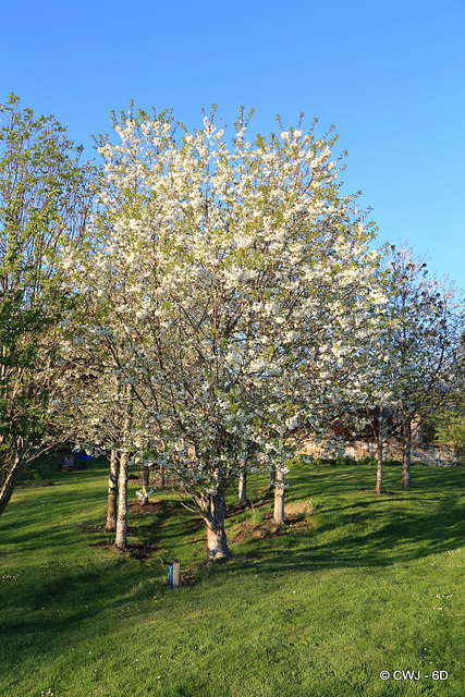 Cherry trees in bloom