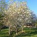 Cherry trees in bloom