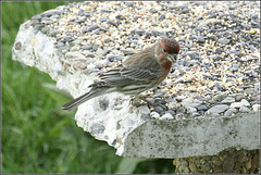 House Finch