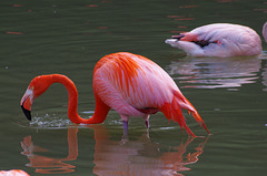 Parc aux oiseaux - Villars les Dombes