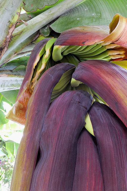 Von der Blüte zur Frucht. ©UdoSm