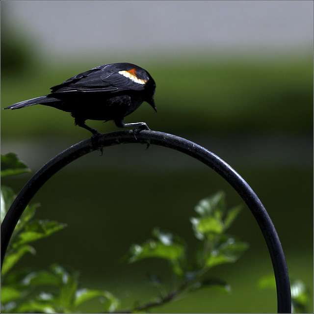 Blackbird