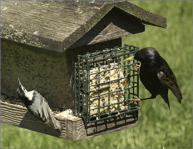 The Nuthatch and the Starling