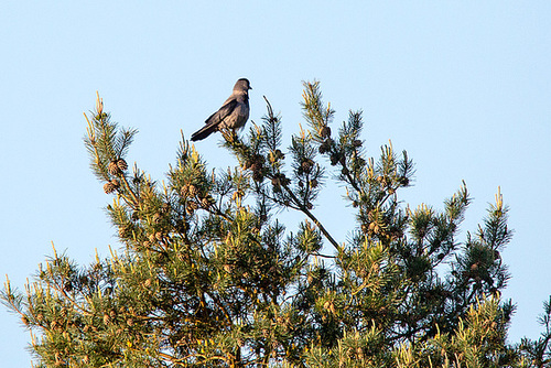 20140503 2123VRTw [D~HVL] Nebelkrähe (Corvus cornix), Hohennauener See,  Semlin