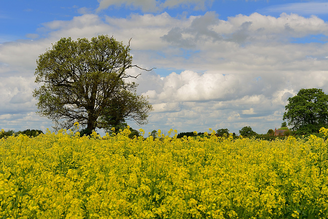 Fields near Haughton