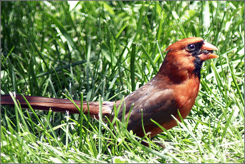 Cardinal