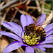 The Bee on the Windflower
