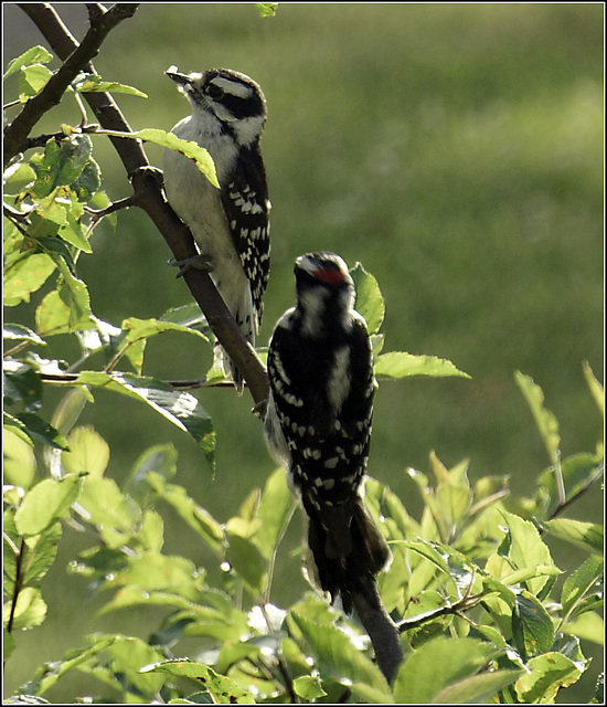 Two Woodpeckers