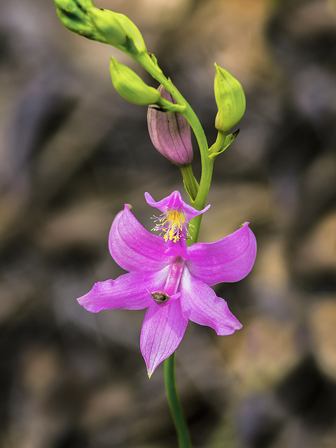 Calopogon tuberosus (Common Grass-pink orchid) in the bog garden