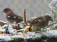 Mon petit jardin - my little garden - mein kleiner Garten