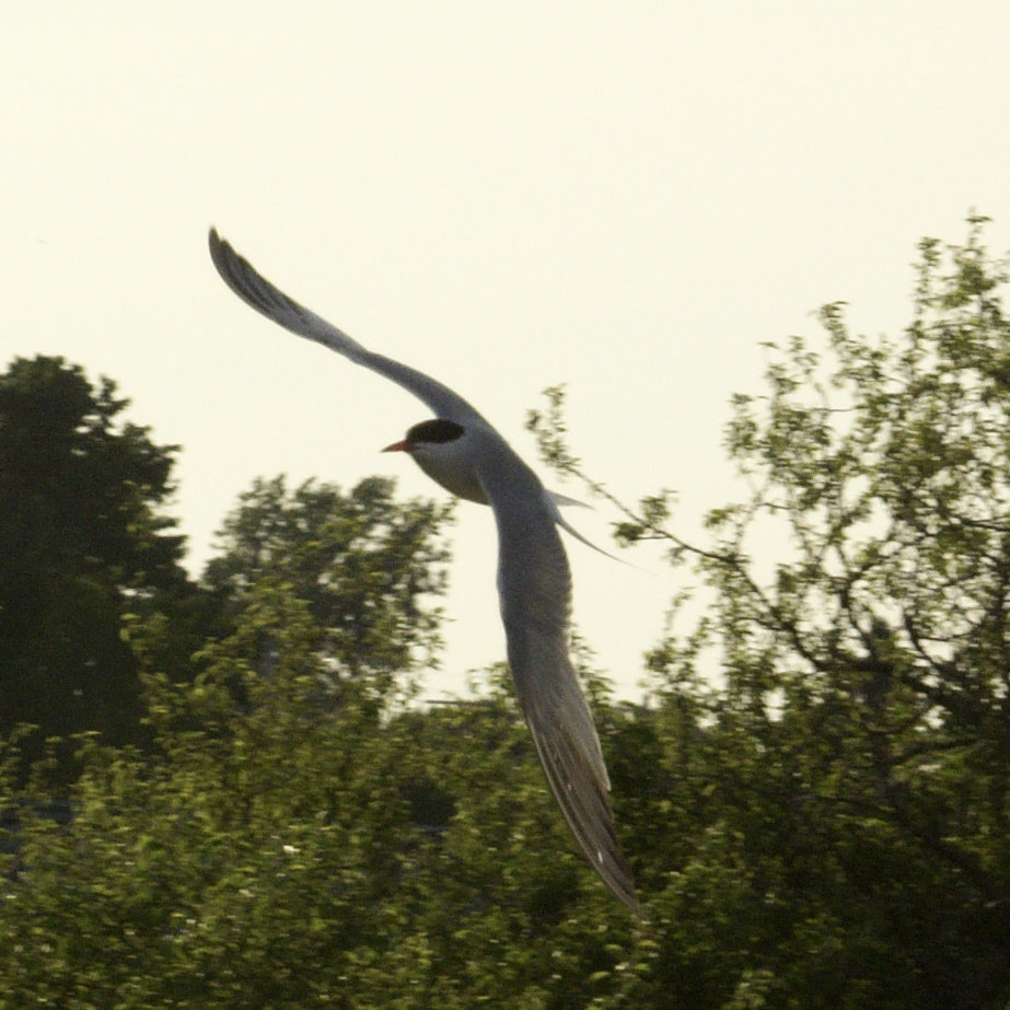 Common Tern